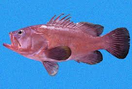 Image result for Hyporthodus quernus