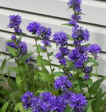 Attēlu rezultāti vaicājumam “Campanula glomerata leaf”
