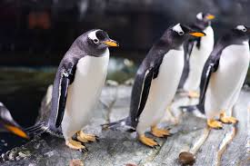 Image result for penguin