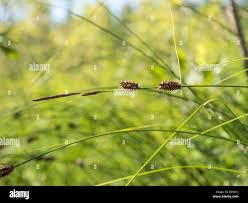 Attēlu rezultāti vaicājumam “Carex lasiocarpa”