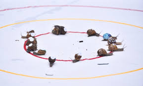 Image result for World Snail Racing Championships