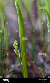 Attēlu rezultāti vaicājumam “Convallaria majalis bud”