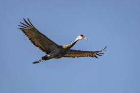 Image result for Grus canadensis