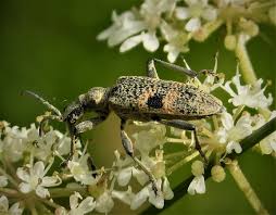 Attēlu rezultāti vaicājumam “Rhagium mordax”