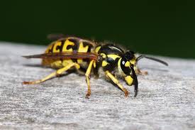 Attēlu rezultāti vaicājumam “Vespula germanica”