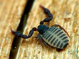 Attēlu rezultāti vaicājumam “Chelifer cancroides”