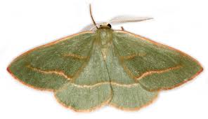 Attēlu rezultāti vaicājumam “Hylaea fasciaria”