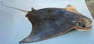 Image result for Rhinoptera brasiliensis