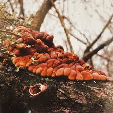 Attēlu rezultāti vaicājumam “Hypocreopsis lichenoides”