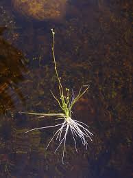 Attēlu rezultāti vaicājumam “Subularia aquatica leaf”