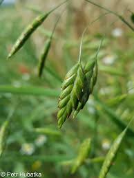 Attēlu rezultāti vaicājumam “Bromus secalinus”