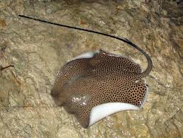 Image result for Himantura uarnak