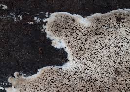 Attēlu rezultāti vaicājumam “Cinereomyces lindbladii”