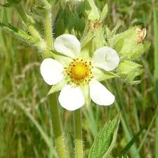 Attēlu rezultāti vaicājumam “Potentilla arenaria flower”