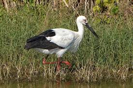 Attēlu rezultāti vaicājumam “Ciconia ciconia”