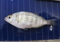 Image result for Spondyliosoma cantharus