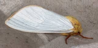 Attēlu rezultāti vaicājumam “Hepialus humuli male”