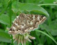 Attēlu rezultāti vaicājumam “Protoschinia scutosa”