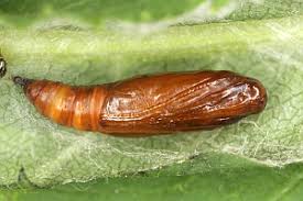 Attēlu rezultāti vaicājumam “Udea olivalis”