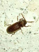 Attēlu rezultāti vaicājumam “Priobium carpini”