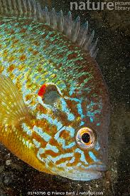 Image result for Lepomis gibbosus