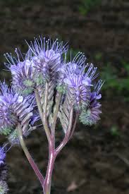 Attēlu rezultāti vaicājumam “Phacelia tanacetifolia”