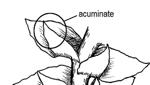 Attēlu rezultāti vaicājumam “Harpanthus flotovianus cells”