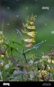 Attēlu rezultāti vaicājumam “Melampyrum pratense flower”