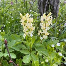 Attēlu rezultāti vaicājumam “Corydalis cava flower”