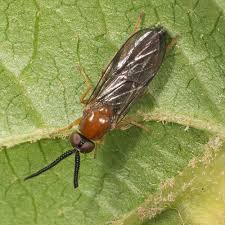 Attēlu rezultāti vaicājumam “Xylophagidae”