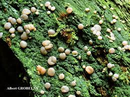 Attēlu rezultāti vaicājumam “Icmadophila ericetorum”