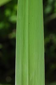 Attēlu rezultāti vaicājumam “Iris pseudacorus leaf”
