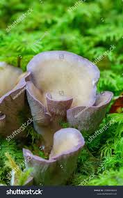 Attēlu rezultāti vaicājumam “Gomphus clavatus”