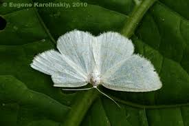 Attēlu rezultāti vaicājumam “Cabera exanthemata”