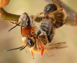 Attēlu rezultāti vaicājumam “Andrena haemorrhoa”