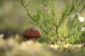 Attēlu rezultāti vaicājumam “Leccinum vulpinum”