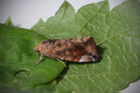 Attēlu rezultāti vaicājumam “Cosmia pyralina”