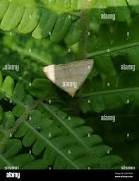 Attēlu rezultāti vaicājumam “Herminia tarsicrinalis”