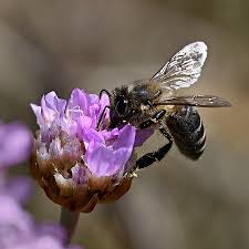 Attēlu rezultāti vaicājumam “Armeria vulgaris”