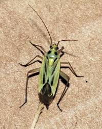 Attēlu rezultāti vaicājumam “Stenotus binotatus”