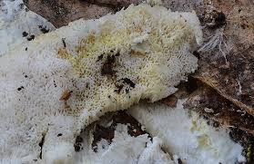 Attēlu rezultāti vaicājumam “Postia rennyi”