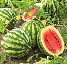 Attēlu rezultāti vaicājumam “Citrullus lanatus leaf”