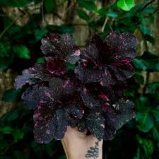 Image result for Heuchera `Midnight Rose`