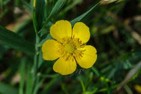 Attēlu rezultāti vaicājumam “Ranunculus acris flower”