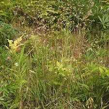 Attēlu rezultāti vaicājumam “Briza media flower”