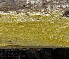 Attēlu rezultāti vaicājumam “Antrodia xantha”