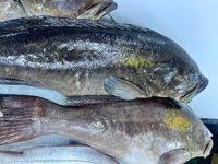 Image result for Epinephelus costae