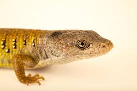 Attēlu rezultāti vaicājumam “Crocallis elinguaria imago”