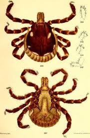 Attēlu rezultāti vaicājumam “Dermacentor reticulatus female”