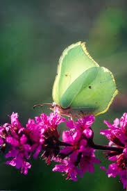 Attēlu rezultāti vaicājumam “Gonepteryx rhamni upperside”